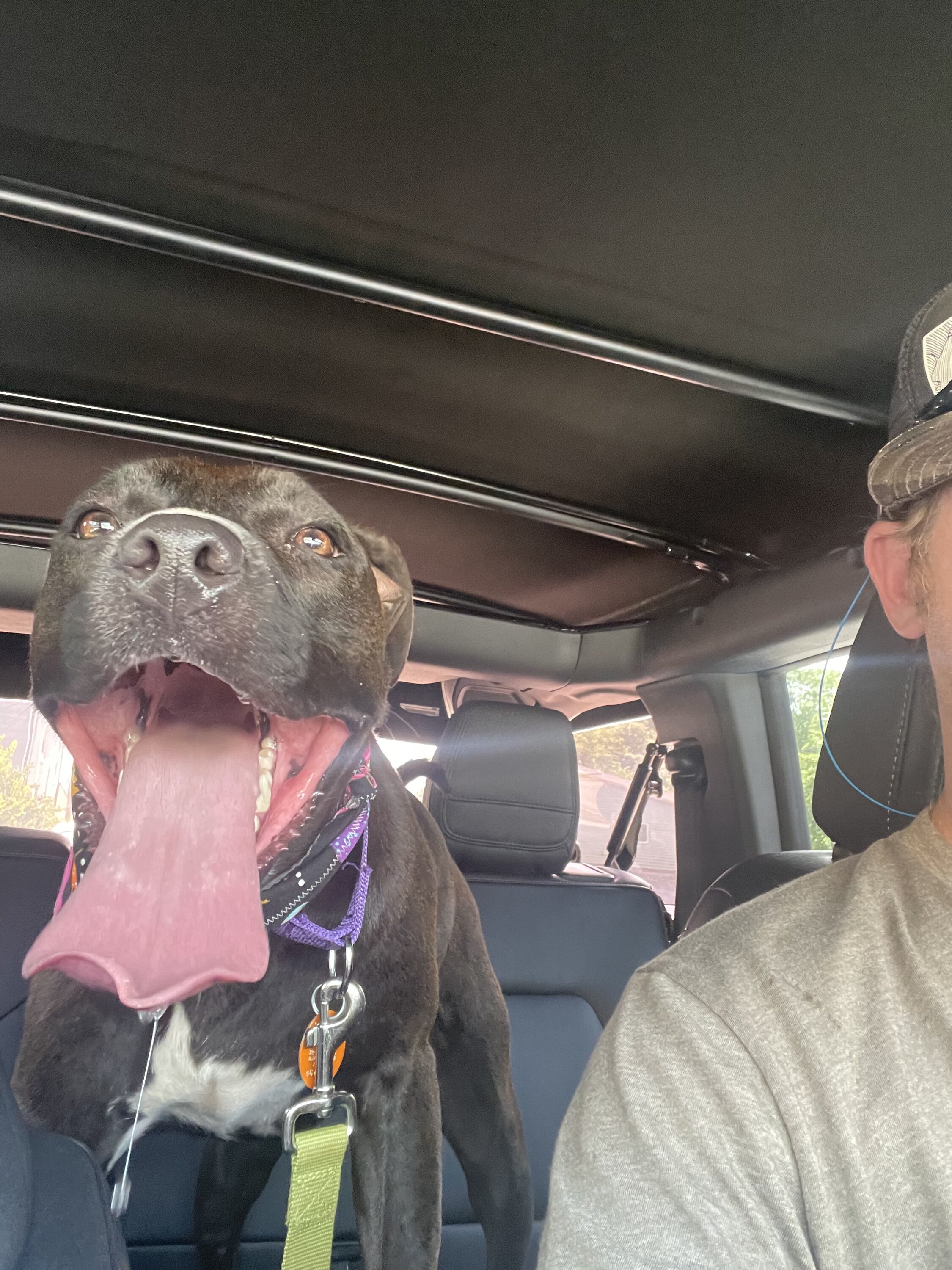 Ford Bronco 🐾 Show Us Your Dog + Bronco Photos! IMG_3189