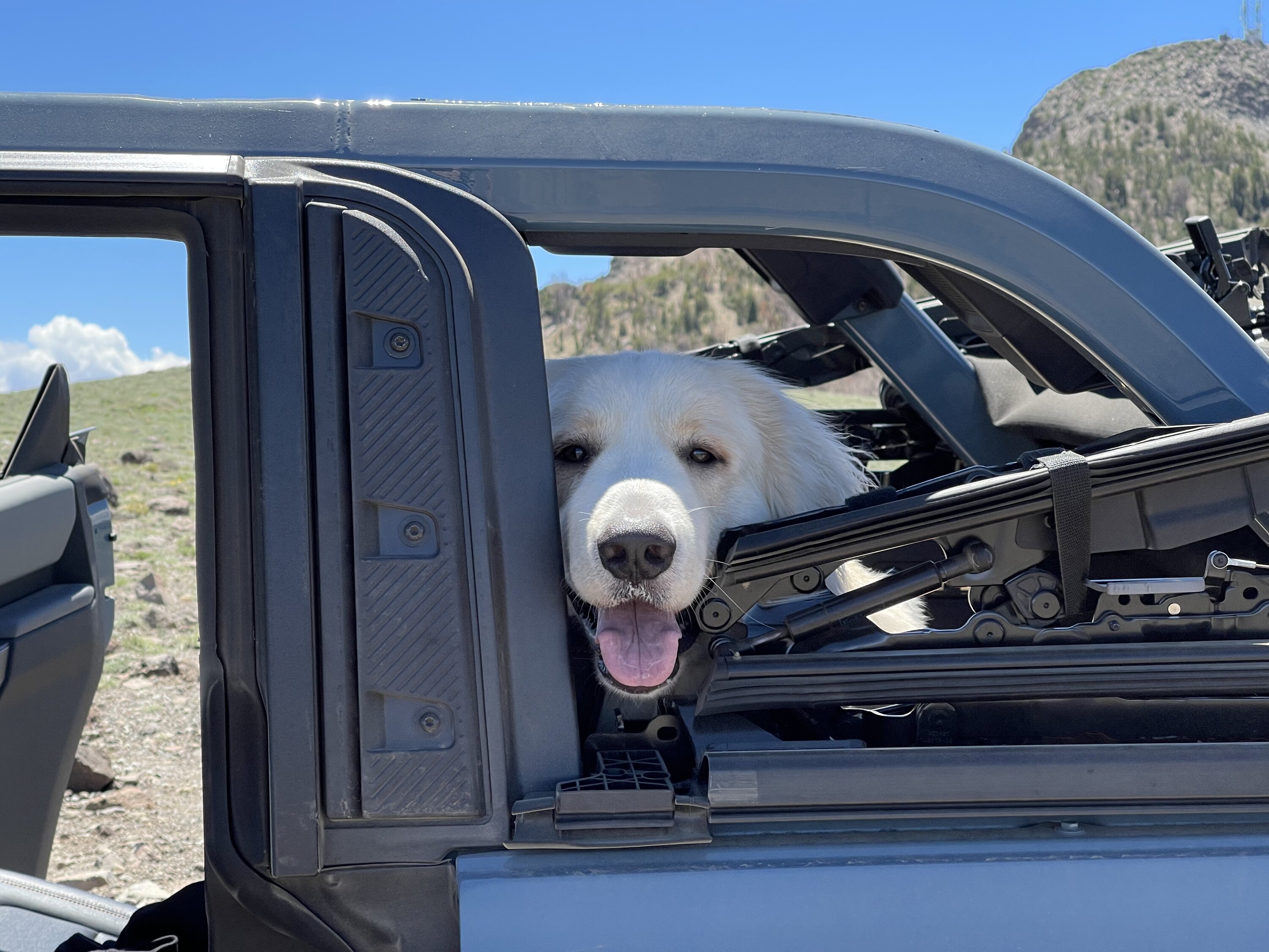 Ford Bronco Let's see your tops off and dogs out! B9D7EB5C-252E-468A-AA52-4F66E961F7DD