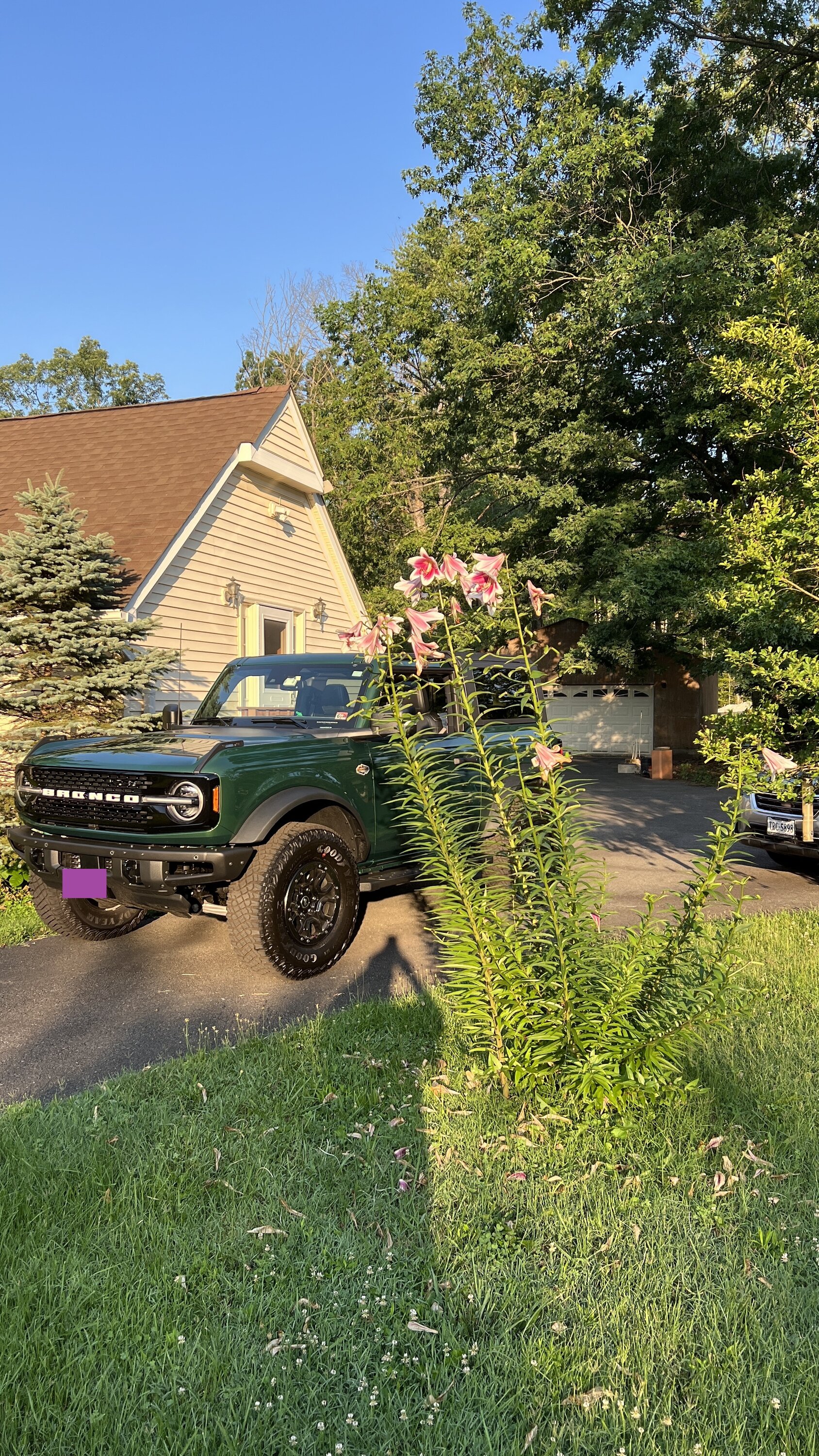 BRONCO FRONT W LILY.jpg