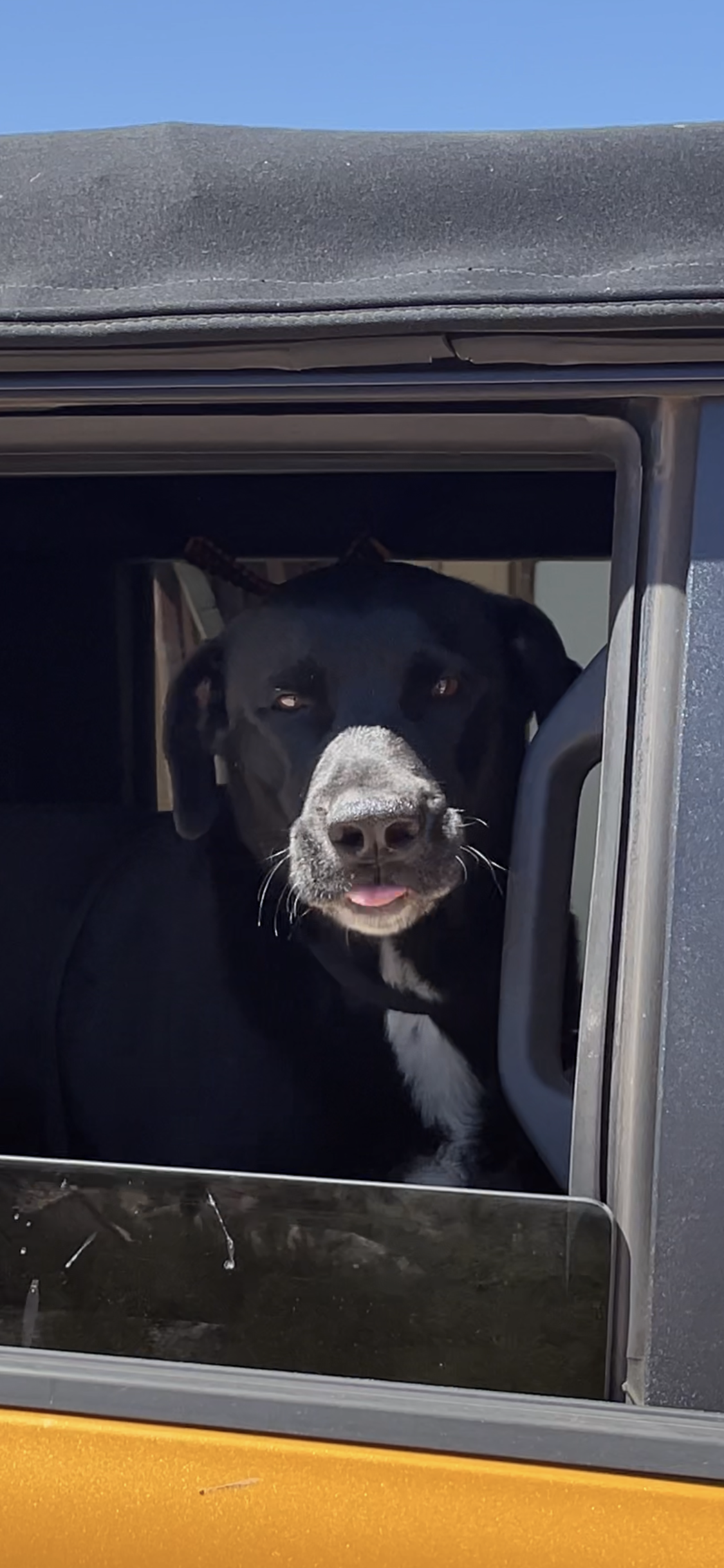 Ford Bronco 🐾 Show Us Your Dog + Bronco Photos! C2FC9787-6870-419A-82A5-8B6305D54306
