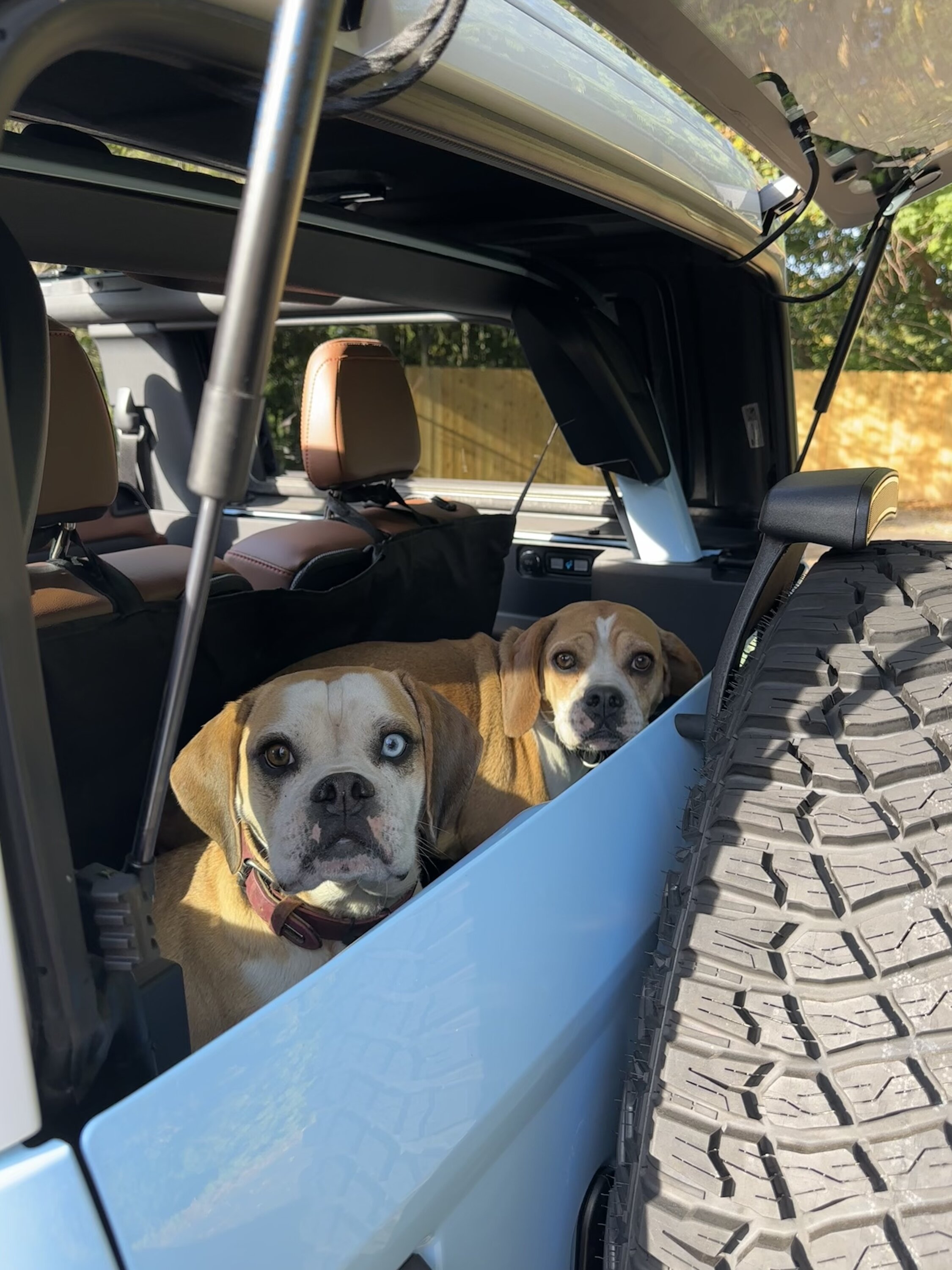 Ford Bronco 🐾 Show Us Your Dog + Bronco Photos! IMG_5101