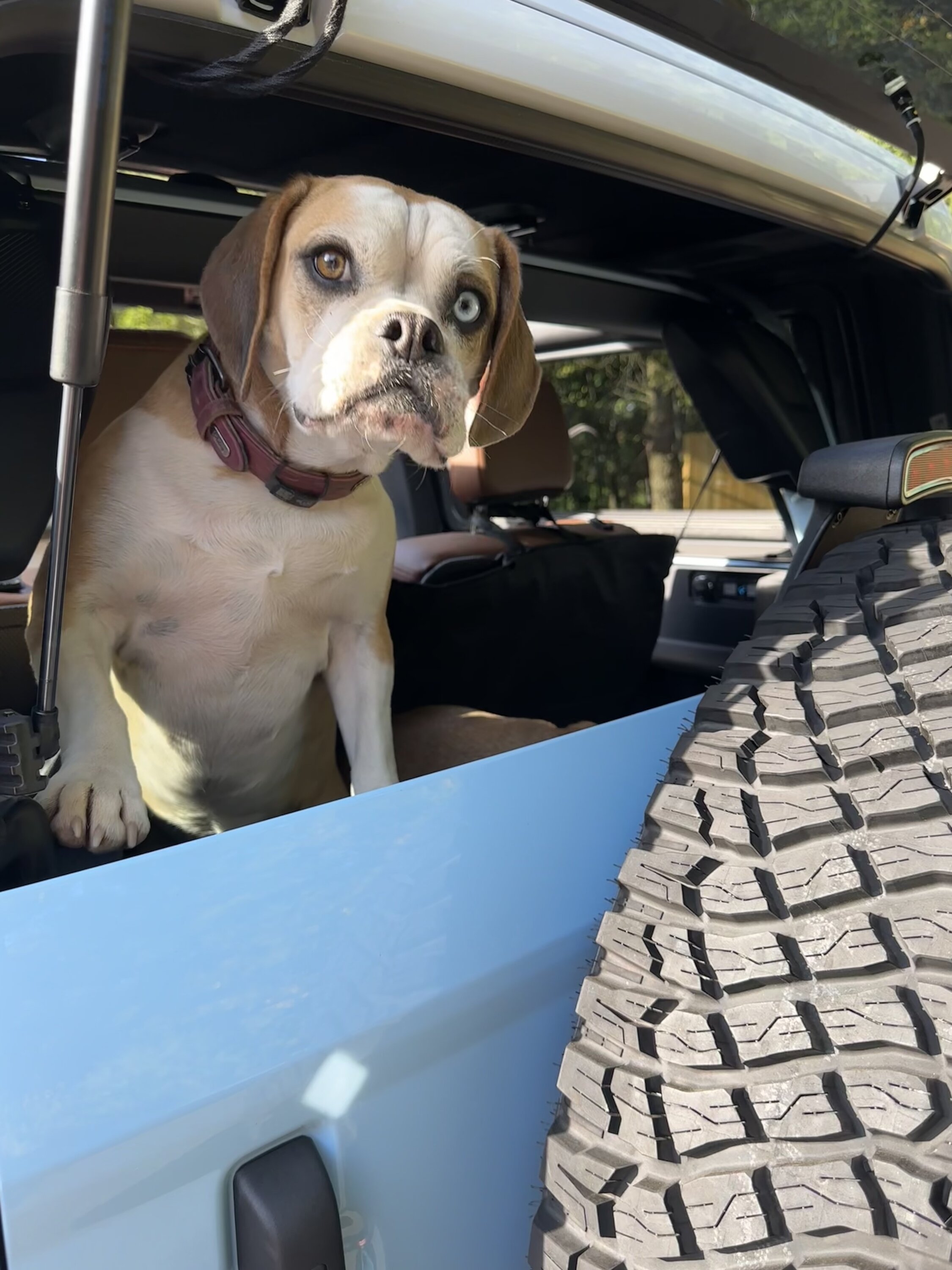 Ford Bronco 🐾 Show Us Your Dog + Bronco Photos! IMG_5103