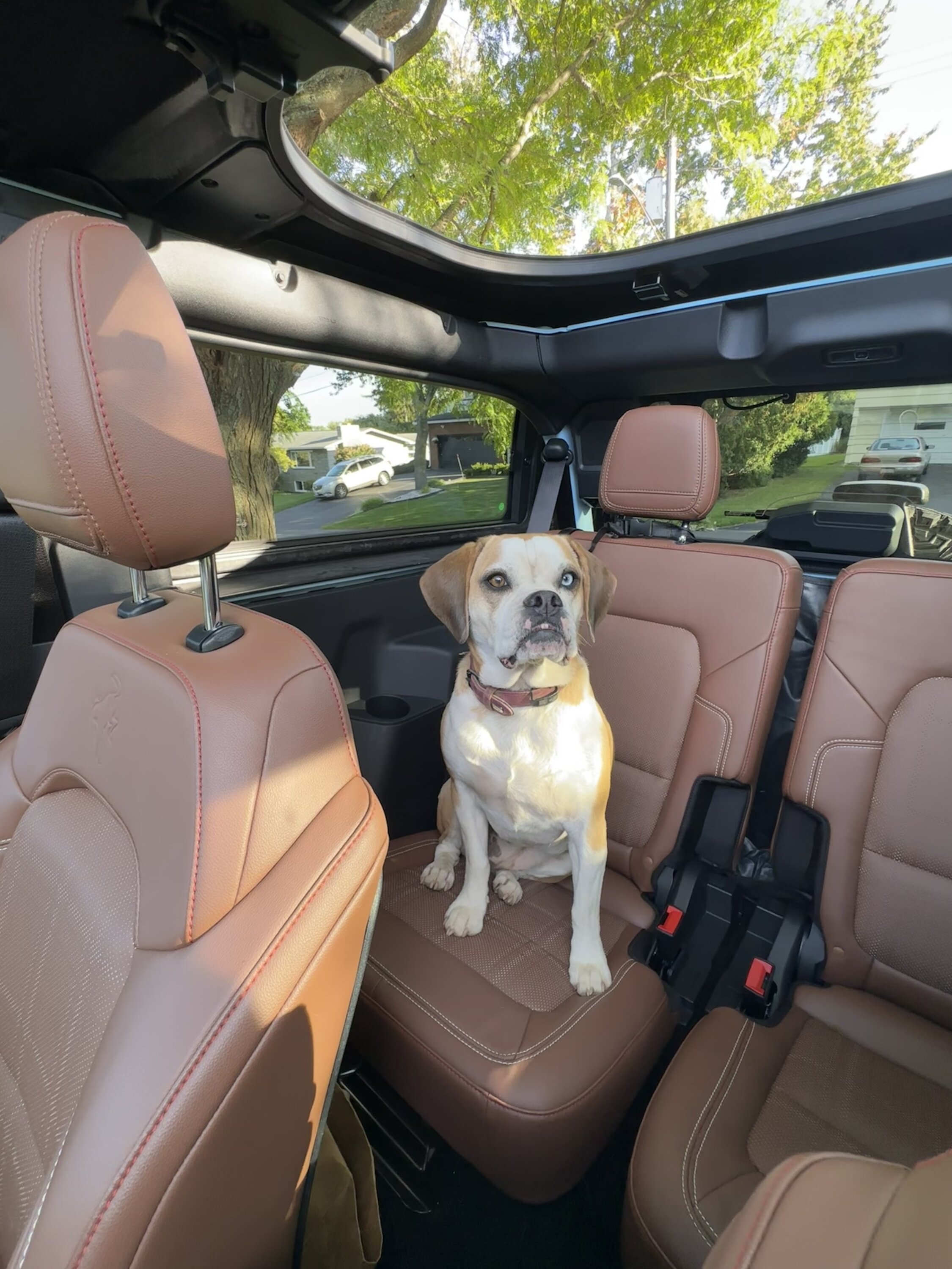 Ford Bronco 🐾 Show Us Your Dog + Bronco Photos! IMG_5139