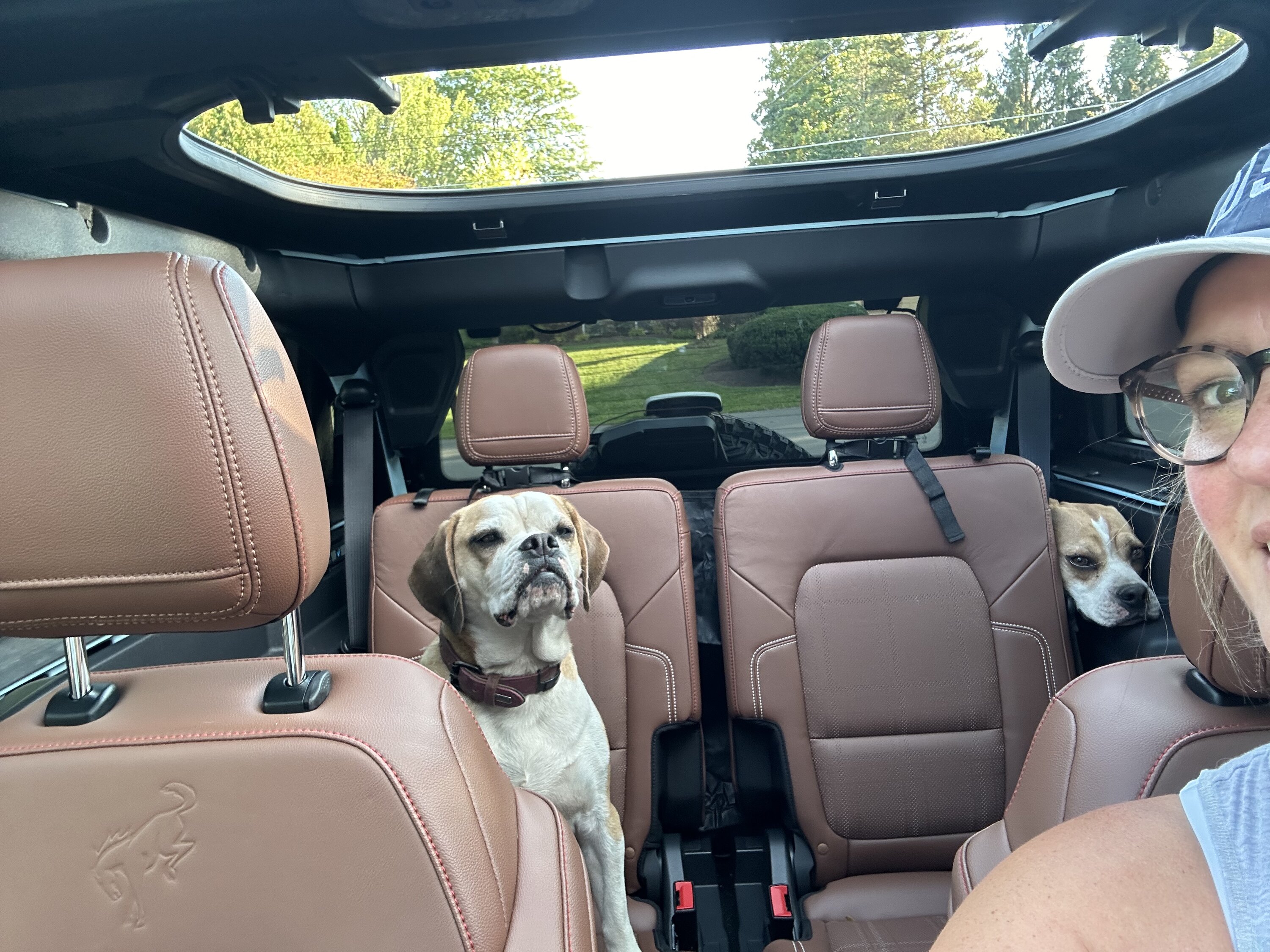 Ford Bronco 🐾 Show Us Your Dog + Bronco Photos! IMG_5148