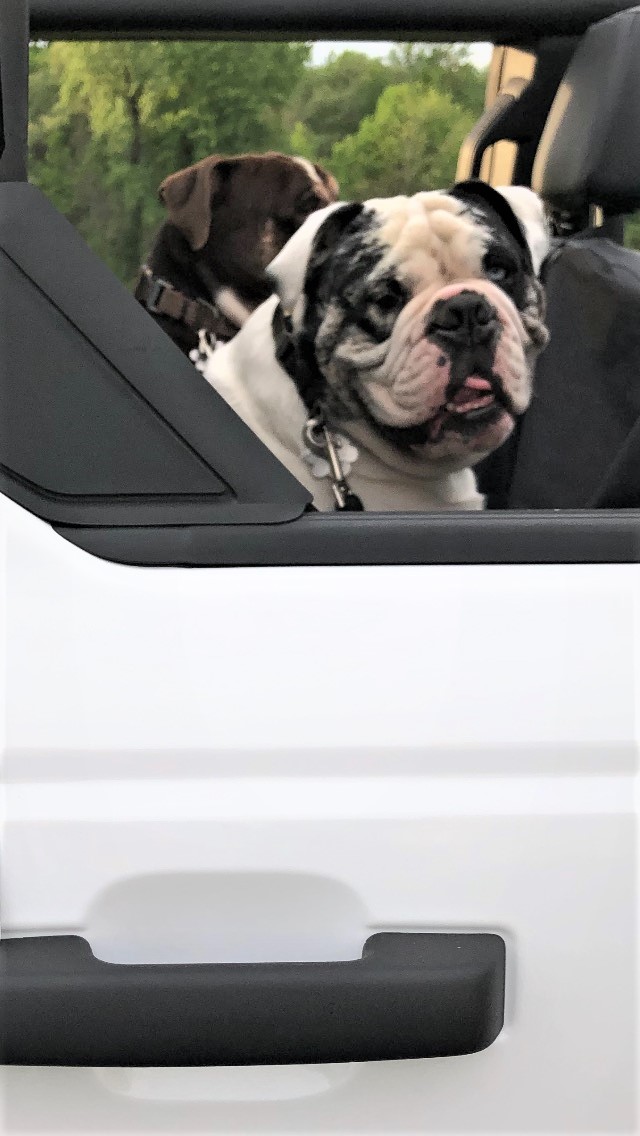 Ford Bronco 🐾 Show Us Your Dog + Bronco Photos! Obi Bronco Ride