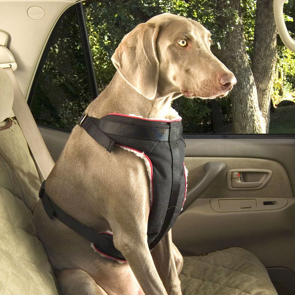 Ford Bronco Issues transporting your good puppy dog? pet-seat-belt-1