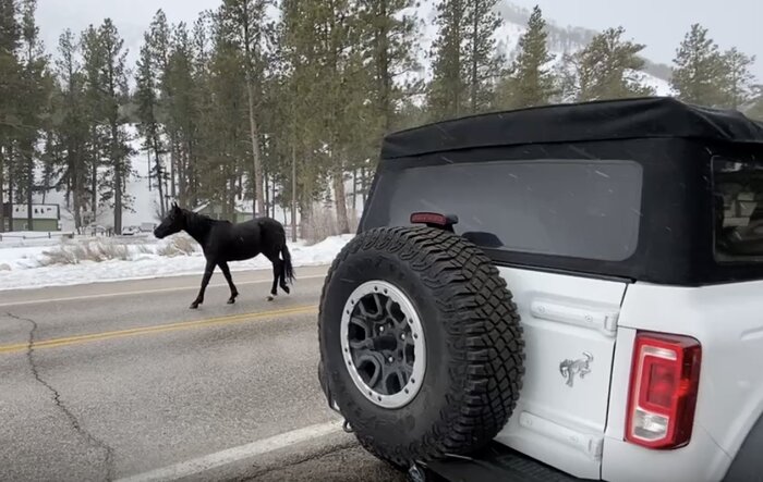 (Wild) broncos spotted from my Bronco today