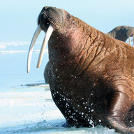 Walrus