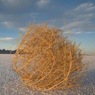 Tumbleweed