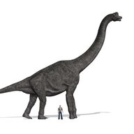 Bronchiosaurus