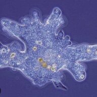 Singlecellamoeba