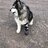 SledDog30